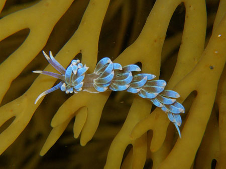 Sea-slug (31K)