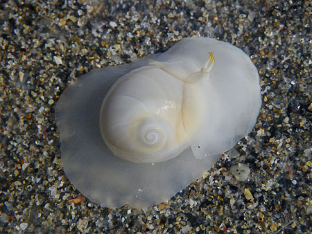 Sand-snail (55K)