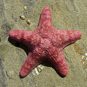 Sea-star (40K)