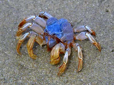 Soldier-crab (27K)